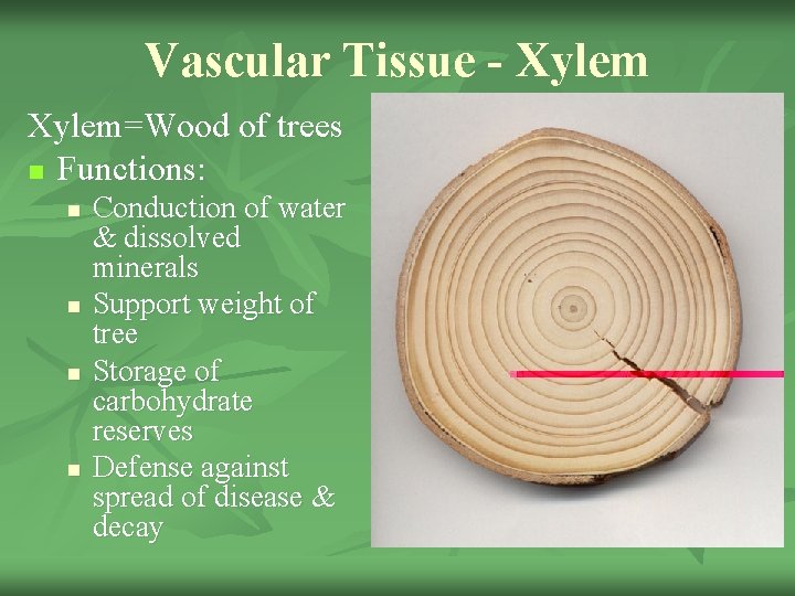 Vascular Tissue - Xylem=Wood of trees n Functions: n n Conduction of water &