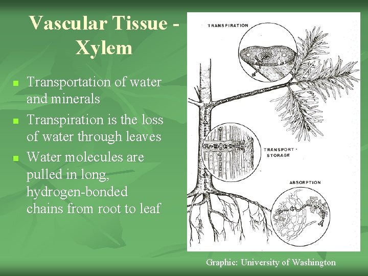 Vascular Tissue Xylem n n n Transportation of water and minerals Transpiration is the