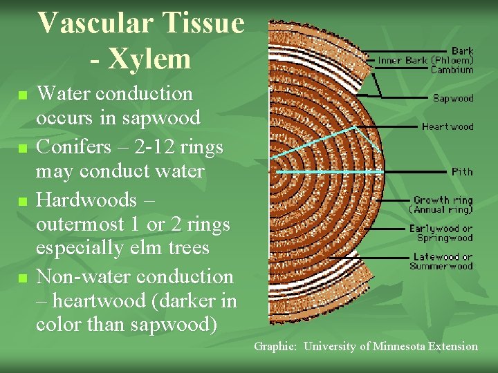 Vascular Tissue - Xylem n n Water conduction occurs in sapwood Conifers – 2