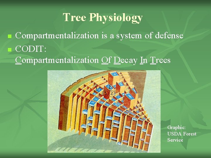 Tree Physiology n n Compartmentalization is a system of defense CODIT: Compartmentalization Of Decay