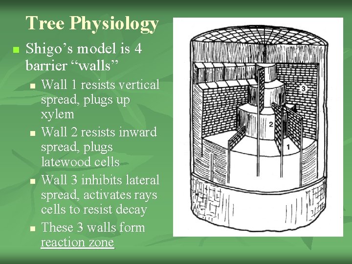 Tree Physiology n Shigo’s model is 4 barrier “walls” n n Wall 1 resists