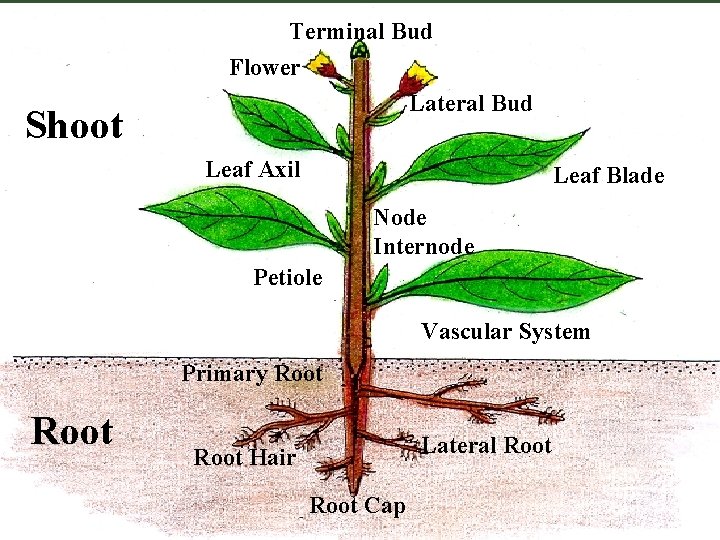 Shoot Terminal Bud Flower Lateral Bud Leaf Axil Leaf Blade Node Internode Petiole Vascular