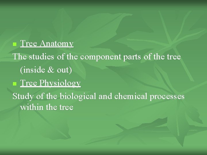 Tree Anatomy The studies of the component parts of the tree (inside & out)