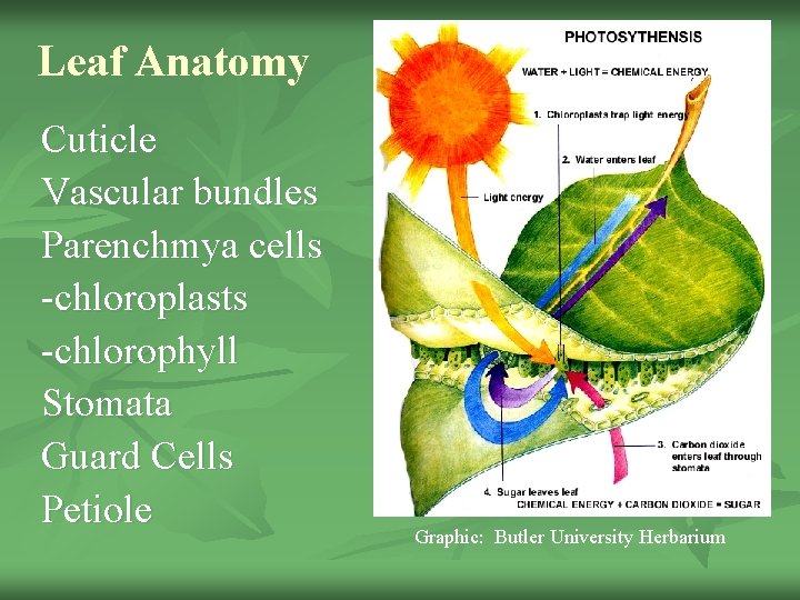 Leaf Anatomy Cuticle Vascular bundles Parenchmya cells -chloroplasts -chlorophyll Stomata Guard Cells Petiole Graphic:
