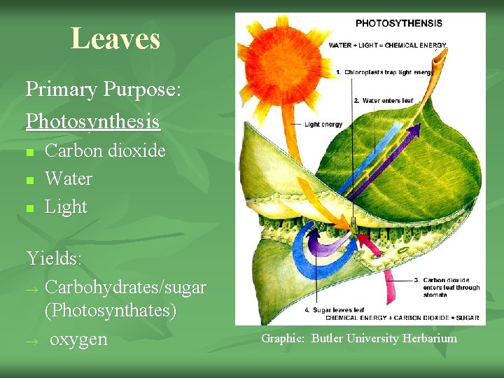 Leaves Primary Purpose: Photosynthesis n n n Carbon dioxide Water Light Yields: ® Carbohydrates/sugar