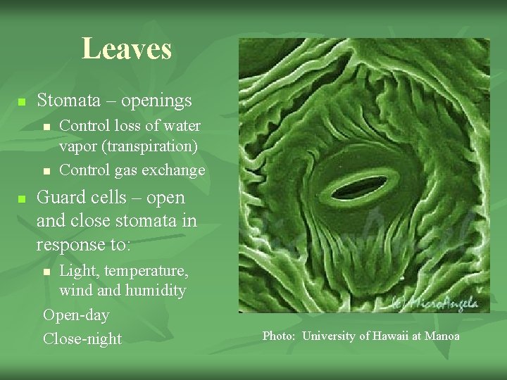 Leaves n Stomata – openings n n n Control loss of water vapor (transpiration)