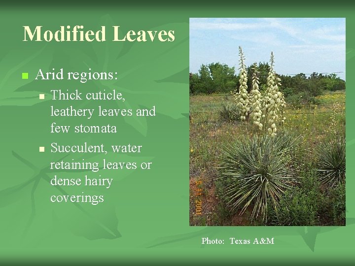 Modified Leaves n Arid regions: n n Thick cuticle, leathery leaves and few stomata