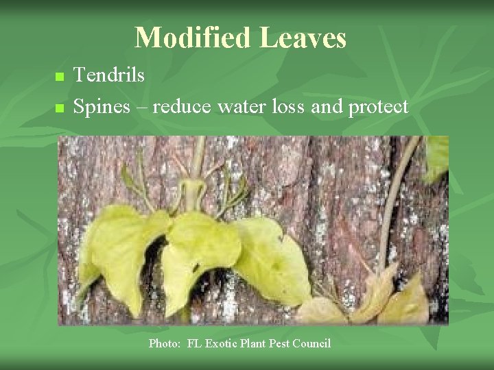 Modified Leaves n n Tendrils Spines – reduce water loss and protect Photo: FL