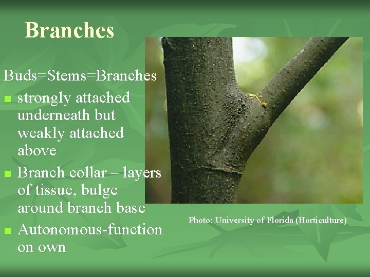 Branches Buds=Stems=Branches n strongly attached underneath but weakly attached above n Branch collar –