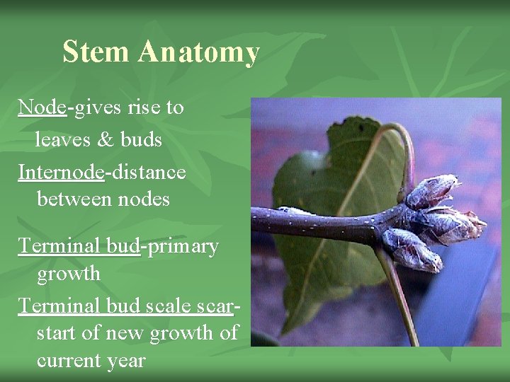 Stem Anatomy Node-gives rise to leaves & buds Internode-distance between nodes Terminal bud-primary growth