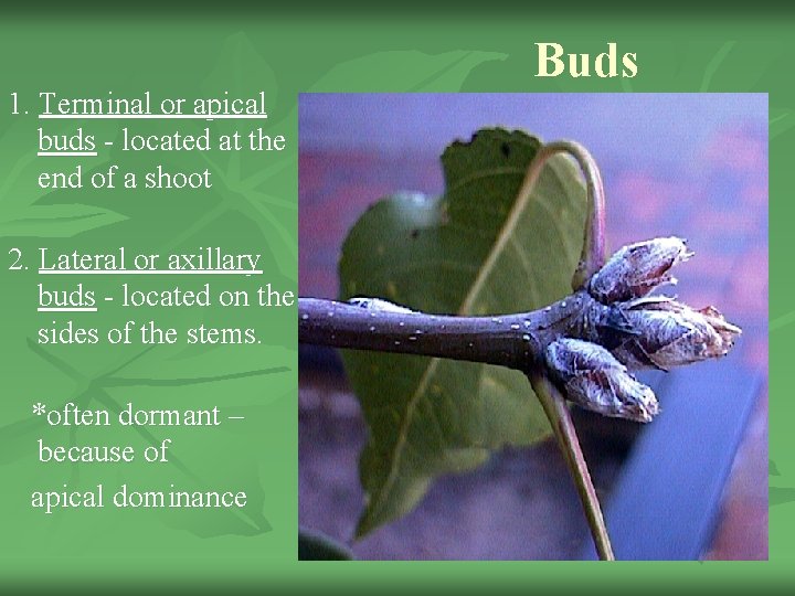 1. Terminal or apical buds - located at the end of a shoot 2.