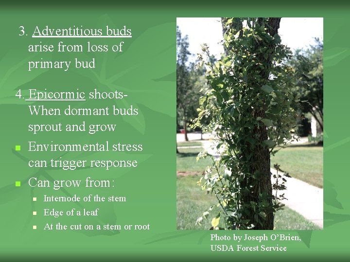  3. Adventitious buds arise from loss of primary bud Stems 4. Epicormic shoots.