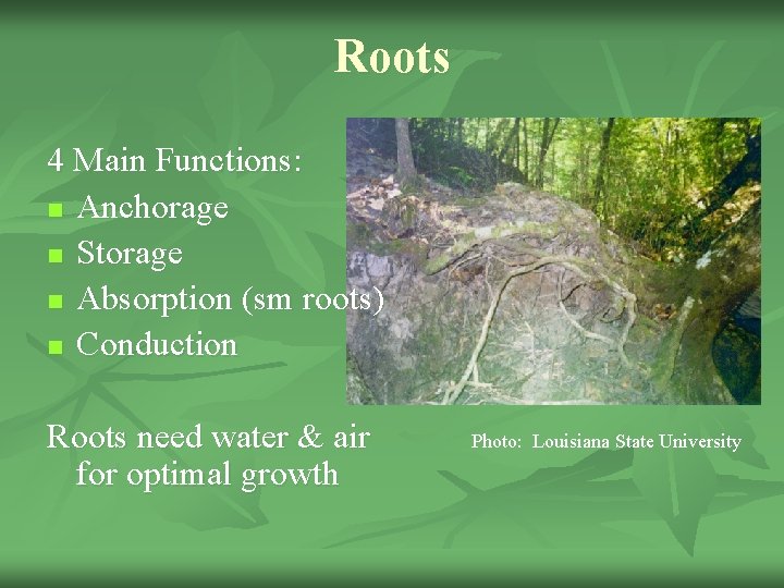 Roots 4 Main Functions: n Anchorage n Storage n Absorption (sm roots) n Conduction