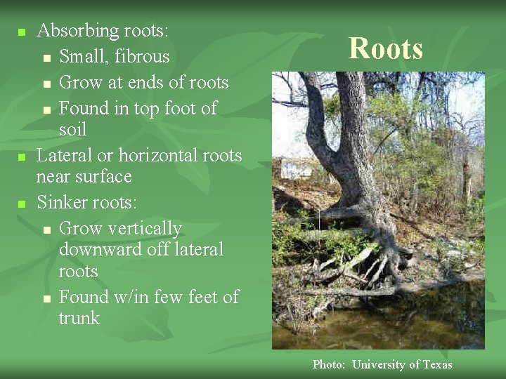 n n n Absorbing roots: n Small, fibrous n Grow at ends of roots