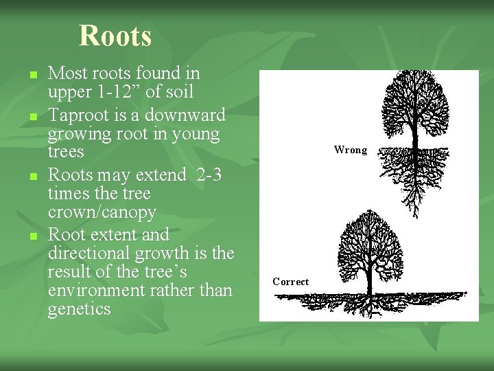 Roots n n Most roots found in upper 1 -12” of soil Taproot is