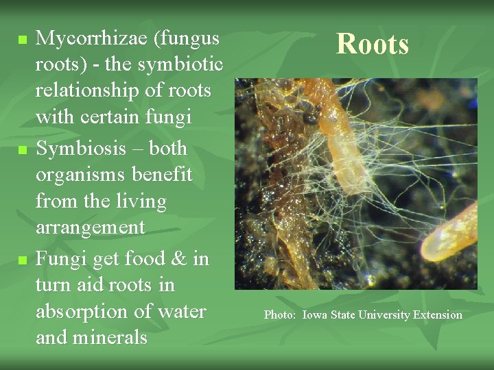 n n n Mycorrhizae (fungus roots) - the symbiotic relationship of roots with certain