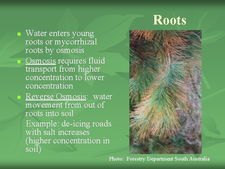 Roots Water enters young roots or mycorrhizal roots by osmosis n Osmosis requires fluid