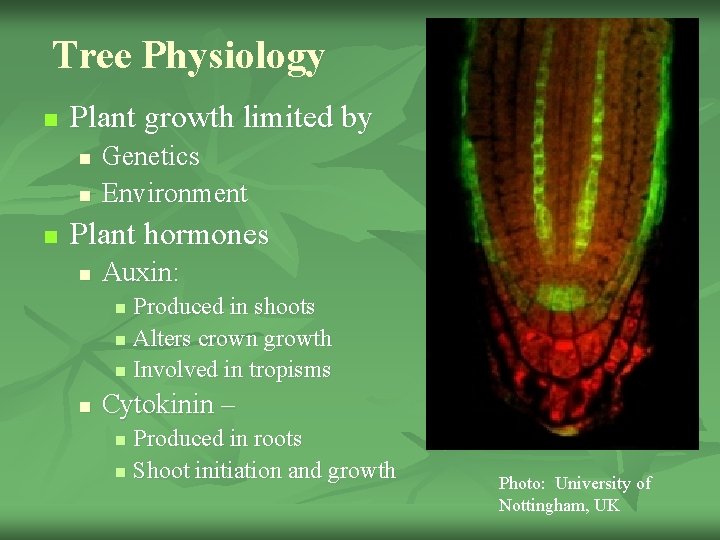 Tree Physiology n Plant growth limited by n n n Genetics Environment Plant hormones