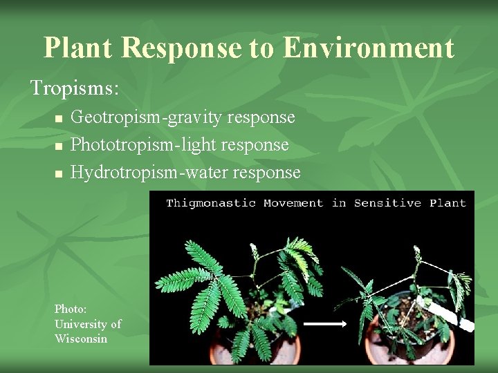 Plant Response to Environment Tropisms: n n n Geotropism-gravity response Phototropism-light response Hydrotropism-water response