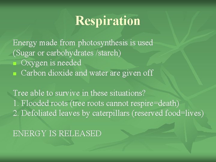 Respiration Energy made from photosynthesis is used (Sugar or carbohydrates /starch) n Oxygen is