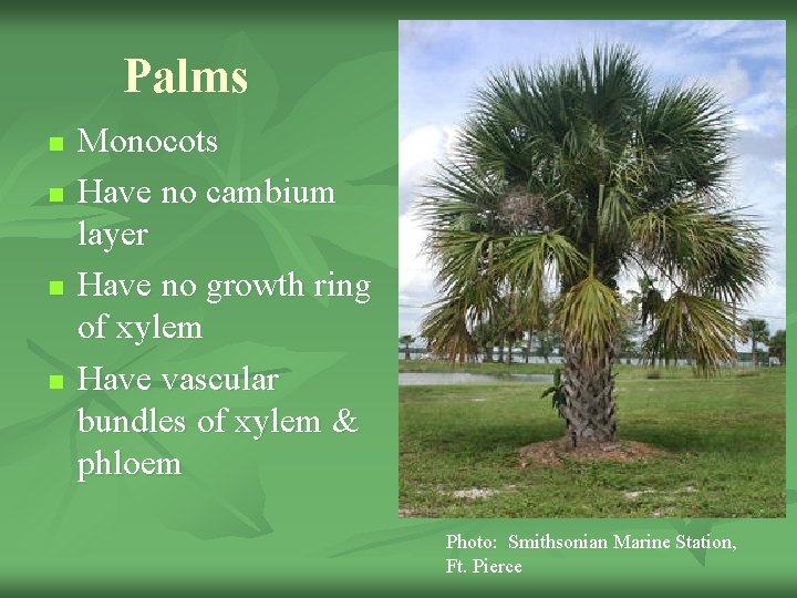 Palms n n Monocots Have no cambium layer Have no growth ring of xylem