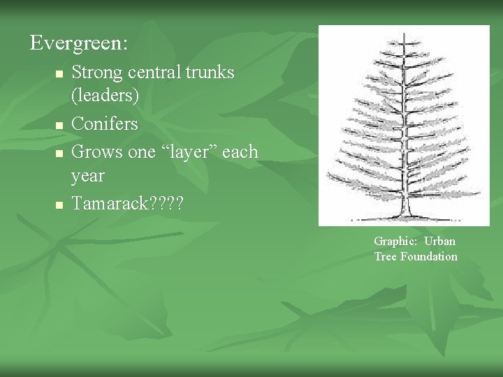 Evergreen: n n Strong central trunks (leaders) Conifers Grows one “layer” each year Tamarack?