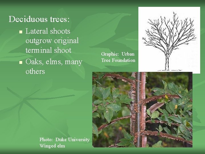 Deciduous trees: n n Lateral shoots outgrow original terminal shoot Oaks, elms, many others