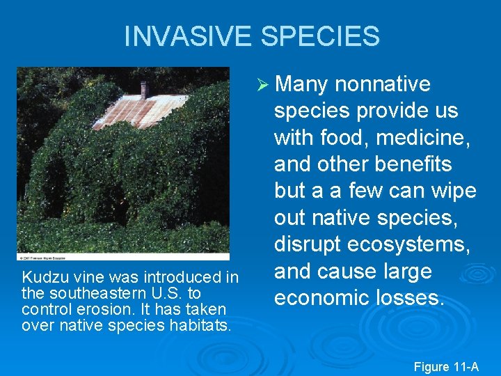 INVASIVE SPECIES Ø Many nonnative Kudzu vine was introduced in the southeastern U. S.