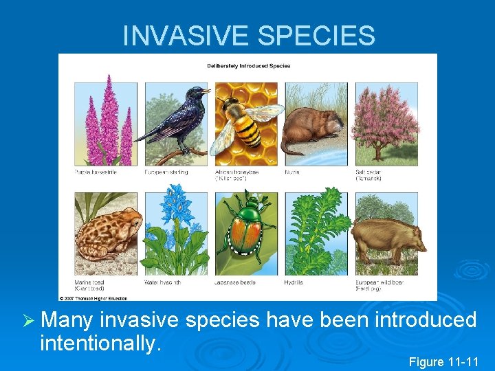 INVASIVE SPECIES Ø Many invasive species have been introduced intentionally. Figure 11 -11 