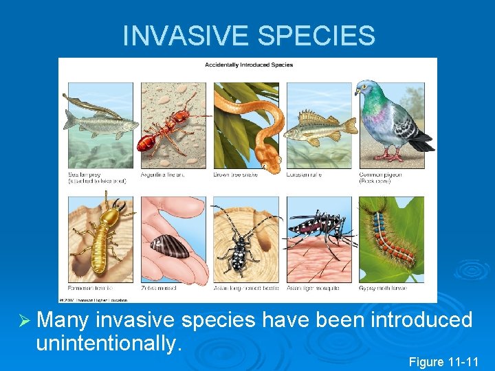 INVASIVE SPECIES Ø Many invasive species have been introduced unintentionally. Figure 11 -11 