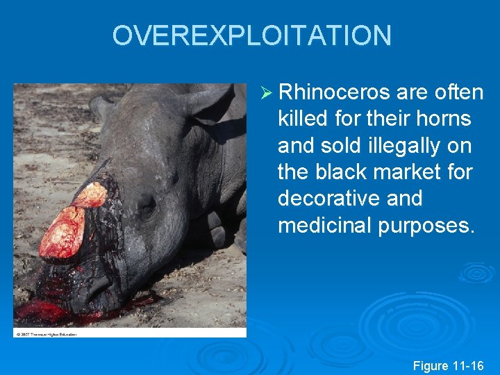 OVEREXPLOITATION Ø Rhinoceros are often killed for their horns and sold illegally on the