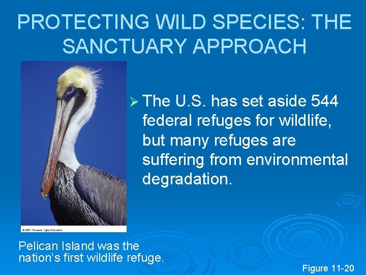 PROTECTING WILD SPECIES: THE SANCTUARY APPROACH Ø The U. S. has set aside 544