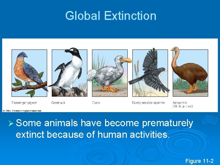 Global Extinction Ø Some animals have become prematurely extinct because of human activities. Figure