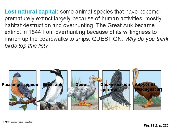 Lost natural capital: some animal species that have become prematurely extinct largely because of