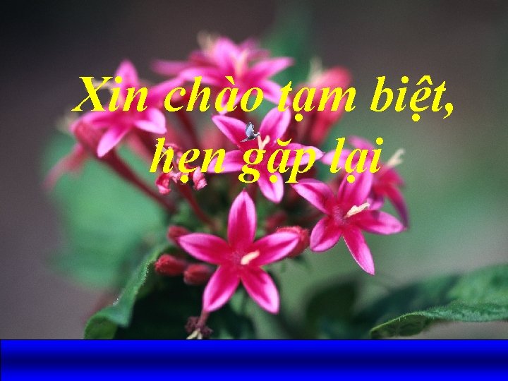 Xin chào tạm biệt, hẹn gặp lại 