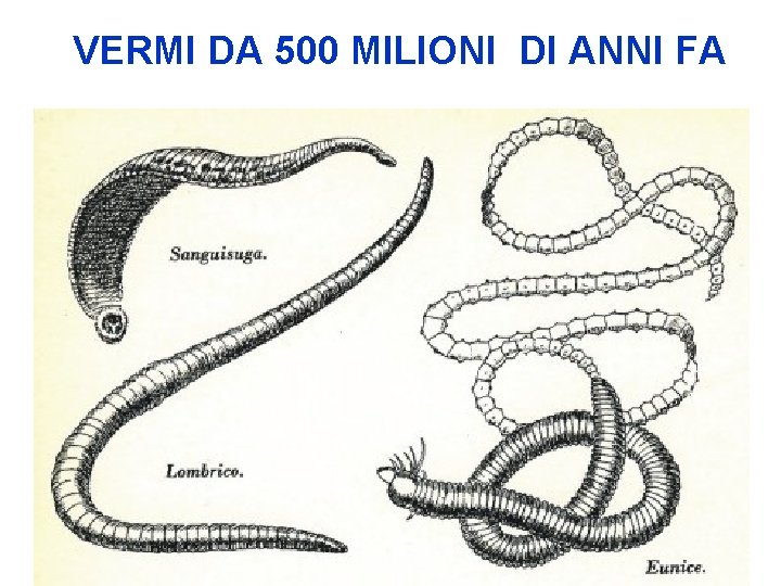 VERMI DA 500 MILIONI DI ANNI FA 