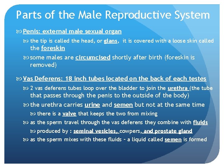 Parts of the Male Reproductive System Penis: external male sexual organ the tip is