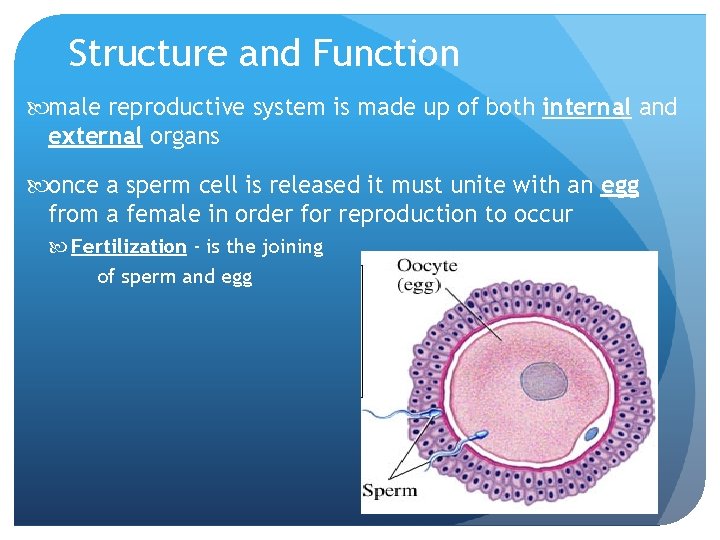 Structure and Function male reproductive system is made up of both internal and external