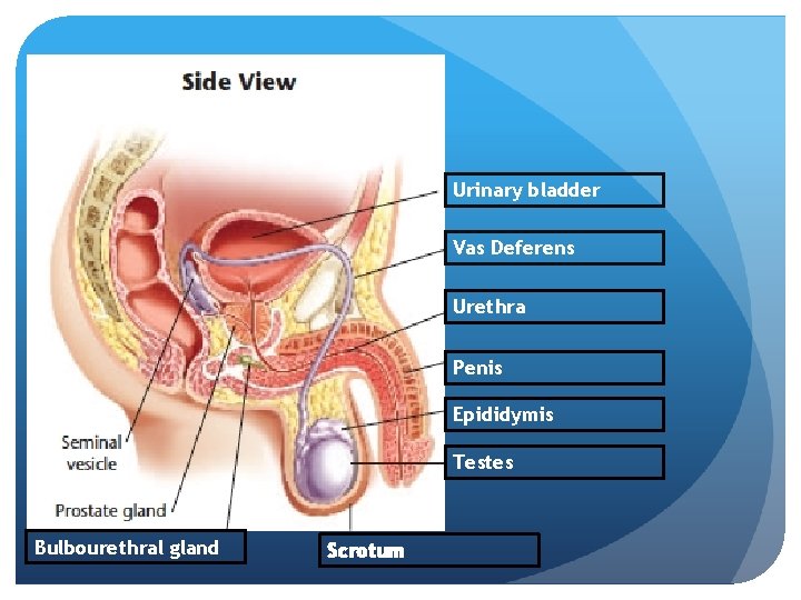 Urinary bladder Vas Deferens Urethra Penis Epididymis Testes Bulbourethral gland Scrotum 