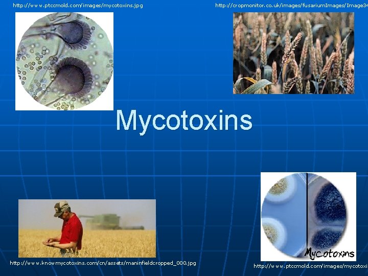 http: //www. ptccmold. com/images/mycotoxins. jpg http: //cropmonitor. co. uk/images/fusarium. Images/Image 34 Mycotoxins http: //www.