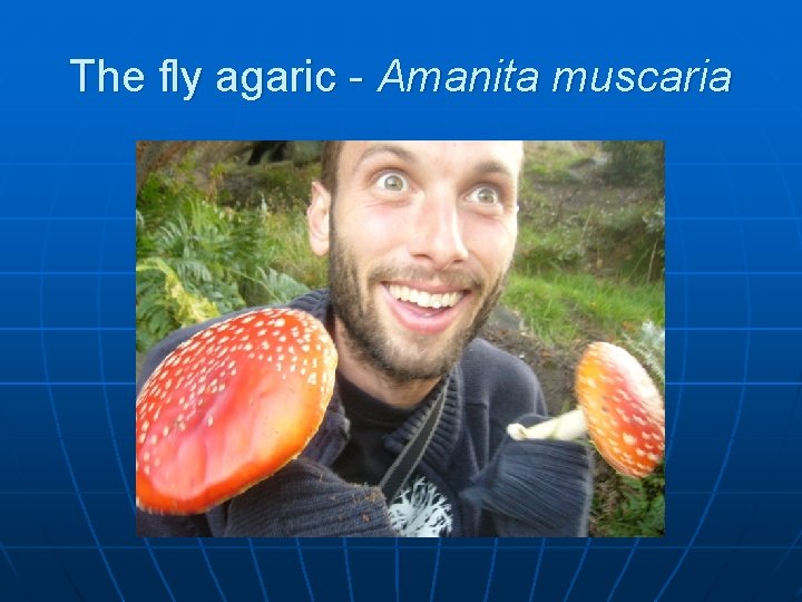 The fly agaric - Amanita muscaria 