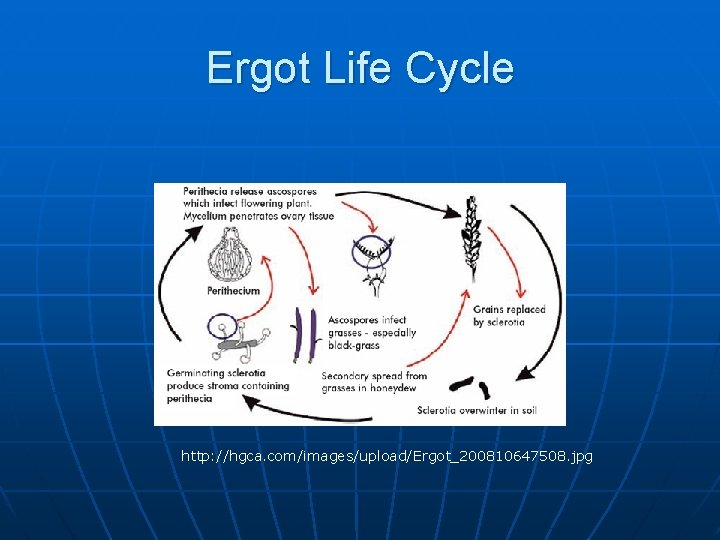 Ergot Life Cycle http: //hgca. com/images/upload/Ergot_200810647508. jpg 