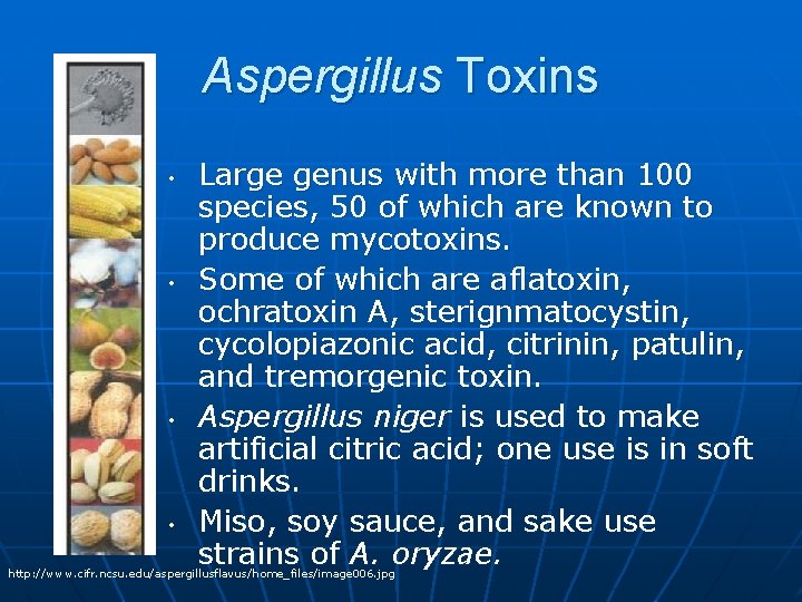 Aspergillus Toxins • • Large genus with more than 100 species, 50 of which