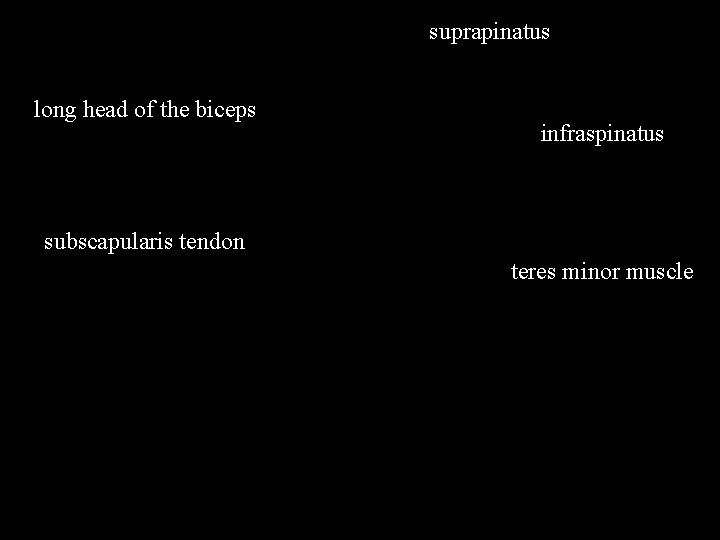 suprapinatus long head of the biceps infraspinatus subscapularis tendon teres minor muscle 