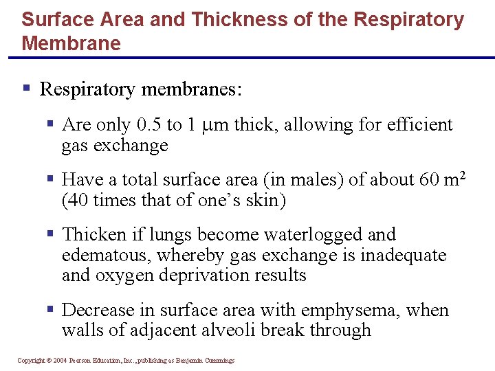 Surface Area and Thickness of the Respiratory Membrane § Respiratory membranes: § Are only