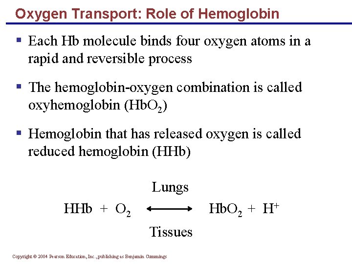 Oxygen Transport: Role of Hemoglobin § Each Hb molecule binds four oxygen atoms in