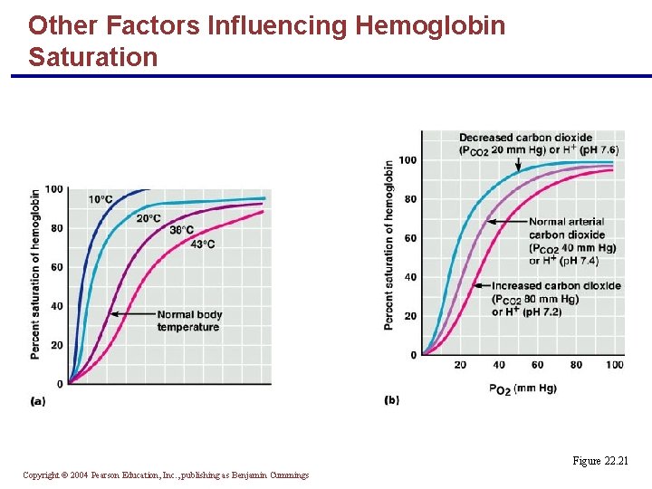 Other Factors Influencing Hemoglobin Saturation Figure 22. 21 Copyright © 2004 Pearson Education, Inc.
