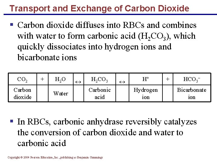 Transport and Exchange of Carbon Dioxide § Carbon dioxide diffuses into RBCs and combines
