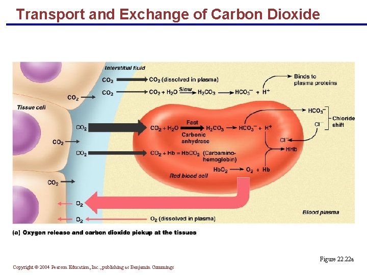 Transport and Exchange of Carbon Dioxide Figure 22. 22 a Copyright © 2004 Pearson