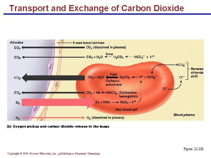 Transport and Exchange of Carbon Dioxide Figure 22. 22 b Copyright © 2004 Pearson